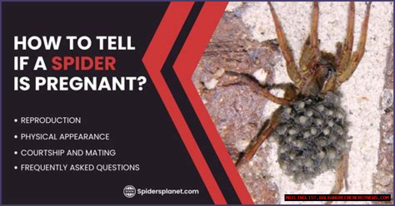 Discover The Fascinating World Of Pregnant House Spiders